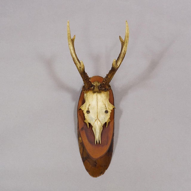 1960s Set of Six Roe Deer Trophies on Wooden Slices Germany Ca. 1960s For Sale - Image 5 of 7