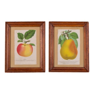 Nurseryman's Specimen Book Apple & Pear Lithographs, C.1880s - a Pair For Sale