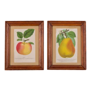 Nurseryman's Specimen Book Apple & Pear Lithographs, C.1880s - a Pair