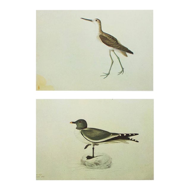 1966 Vintage Cottage Print "Greenshank & Sabine's Gull" After John James Audubon For Sale
