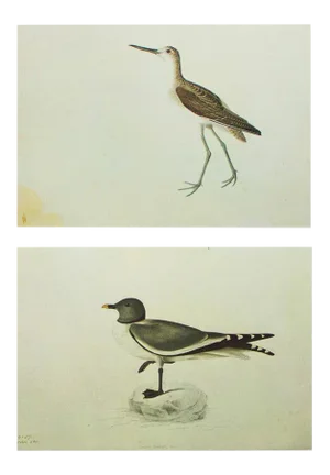 1966 Vintage Cottage Print "Greenshank & Sabine's Gull" After John James Audubon