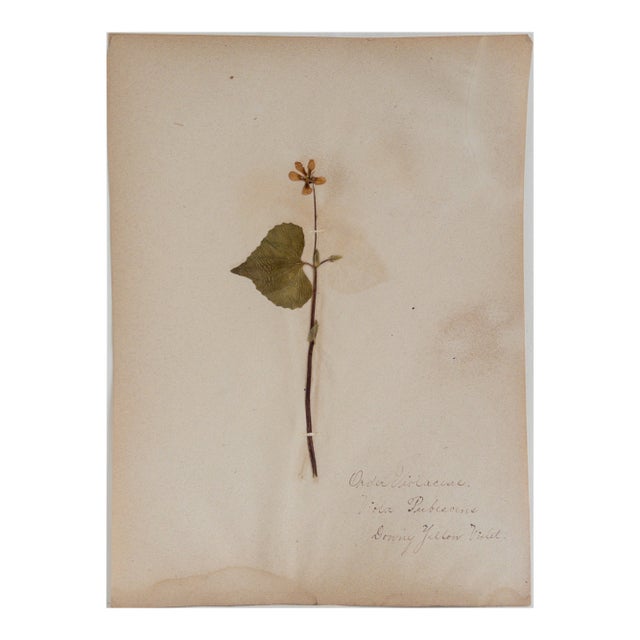 Antique Herbarium - Downy Yellow Violet, Circa 1850 - 1915 For Sale