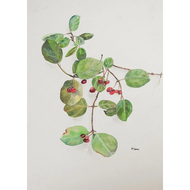 Pair of vintage circa 1920's watercolor on paper botanical paintings. Signed Muriel Low lower right, renderings of...