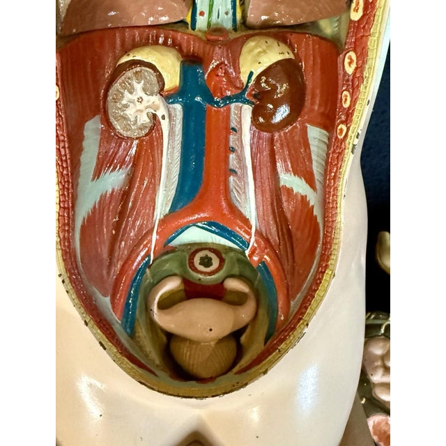 Antique Medical Human Anatomy Dissected Teaching Female German Model Hand Painted For Sale - Image 9 of 18
