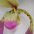 C. 2015 Original Artist Jurgen Reichert "Paphiopedilum Mirabilis" - Silicone Orchid, Light Wall Sculpture For Sale - Image 12 of 18