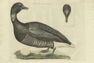 Sepp & Nozeman, Brent Goose, 1789, Paper