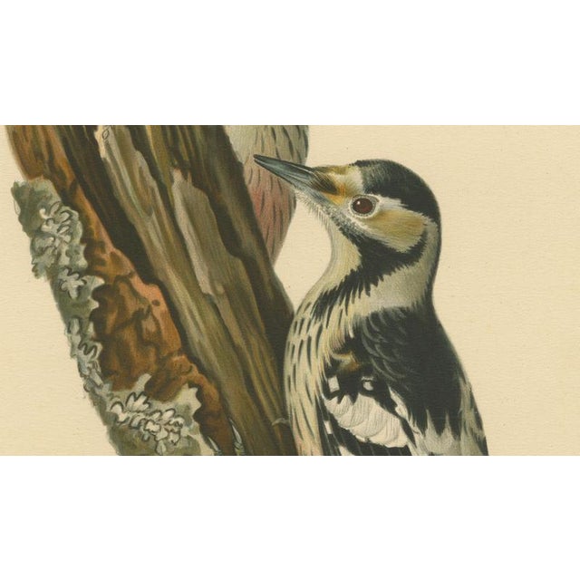 1920s Swedish White-Backed Woodpecker on Woodland Trunk with Bird Print, 1929 For Sale - Image 5 of 10