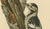 1920s Swedish White-Backed Woodpecker on Woodland Trunk with Bird Print, 1929 For Sale - Image 5 of 10