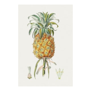 Vintage Hand-Drawn Pineapple, Botanical Art Print Reproduction, 16" X 24" For Sale