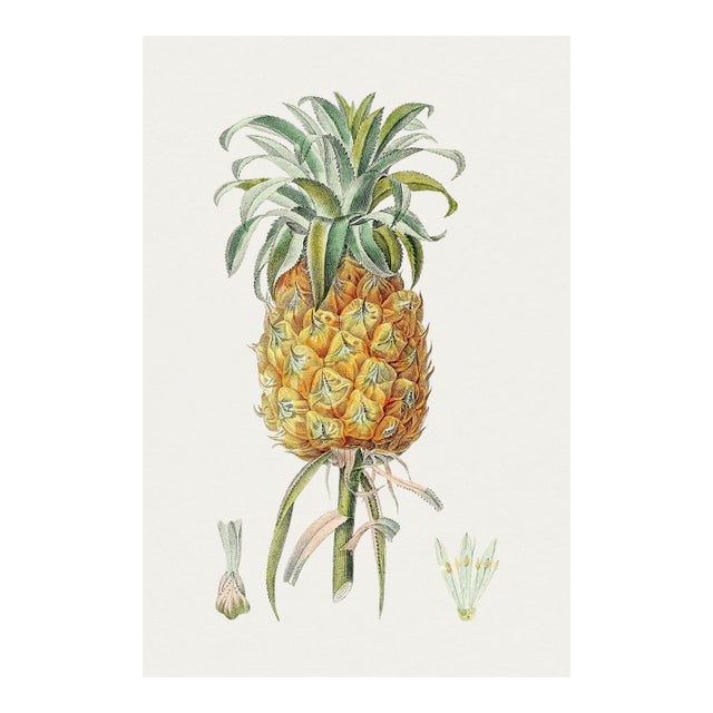 Vintage Hand-Drawn Pineapple, Botanical Art Print Reproduction, 16" X 24" For Sale