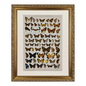 Antique Early 20th Century Butterfly Print 1912