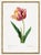Paper Tulip by Pierre-Joseph Redouté, Vintage Botanical Art Print, 36" X 48" For Sale - Image 7 of 11
