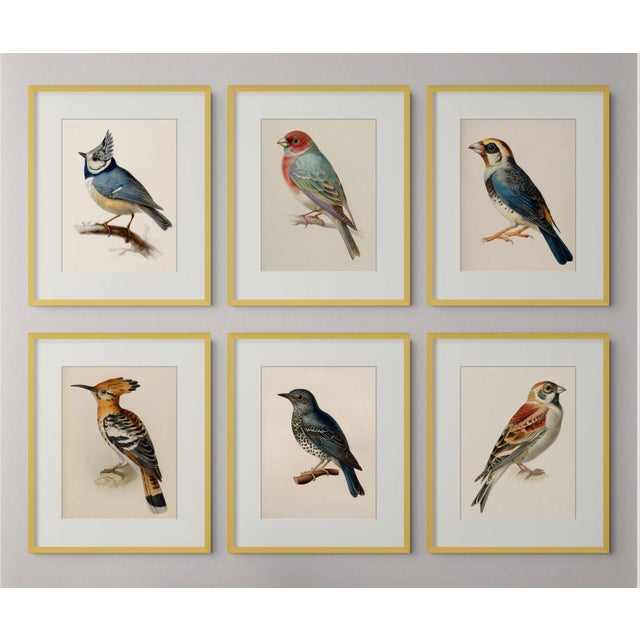 19th-Century Bird Illustrations — Fine Art Print Collection | Unframed For Sale - Image 17 of 17