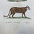 18th Century French Antique 18th Century "Le Jaguar" Animal Engraving Hand Colored Artwork For Sale - Image 5 of 9