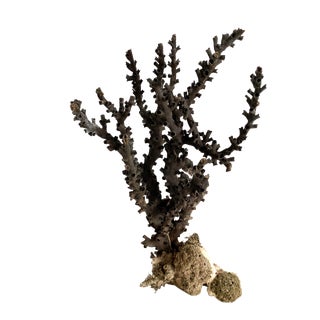 Exceptional Natural Octopus Coral Specimen For Sale