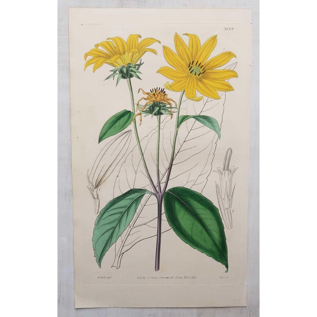 After William Fitch, Botanical Illustrations, 1838, Engravings, Set of 12 For Sale - Image 12 of 14