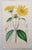After William Fitch, Botanical Illustrations, 1838, Engravings, Set of 12 For Sale - Image 12 of 14