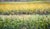 Purple Clouds Above Cornfields on the Farm - Landscape in Oil on Masonite For Sale - Image 10 of 10