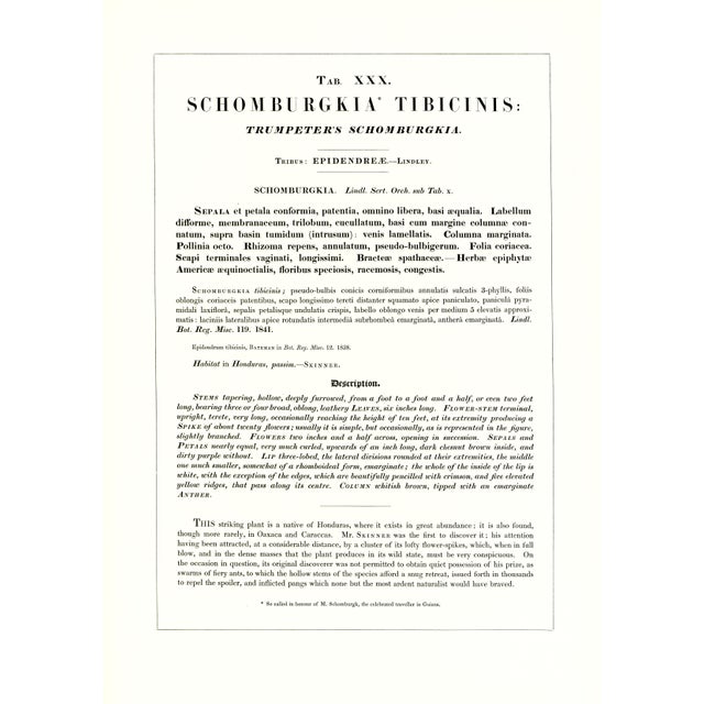 Large 1973 Orchid Flower Lithograph "Schomburgkia Tibicinis" (Trumpeter's Schomburgkia) After James Bateman For Sale - Image 4 of 7