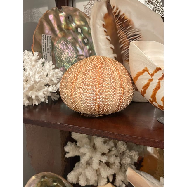 1900-1909 Great Seaworld Sea Shells Specimens Collection in Chinese Chinoiserie Rosewood Carved Vitrine For Sale - Image 10 of 14