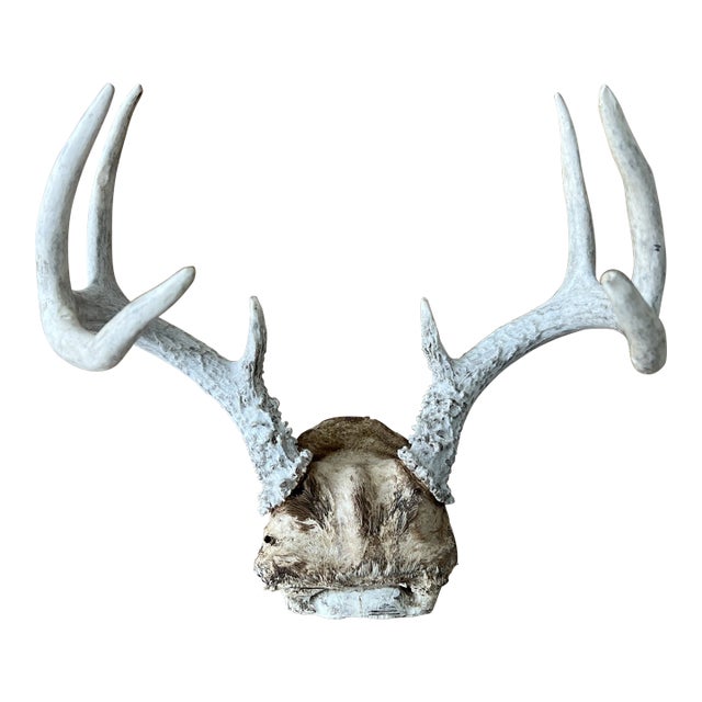 Vintage Deer Antlers For Sale