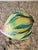 Extra Large Vintage Chinese Green and Pink Glazed Ceramic Peach Altar Fruit For Sale - Image 11 of 11