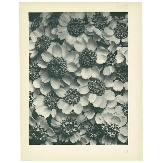 1920s 1928 Karl Blossfeldt Original Period Photogravure N119 of Achillea Clypeolata For Sale - Image 5 of 6