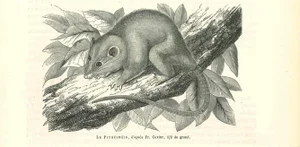 Paul Gervais, The Mouse, Original Lithograph, 1854