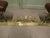 Metal Art Nouveau Brass Club Fender, 1900 For Sale - Image 7 of 8