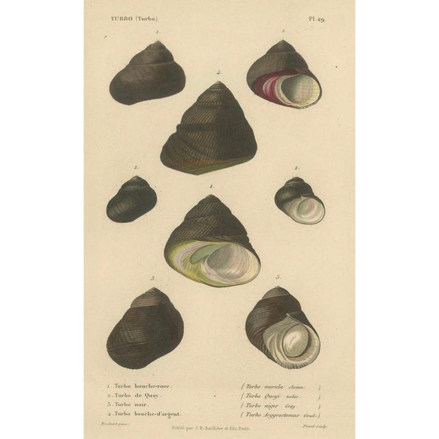J.B. Baillière et Fils, Turbo Sea Shells Natural History, 1832, Engraving For Sale - Image 6 of 9