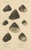 J.B. Baillière et Fils, Turbo Sea Shells Natural History, 1832, Engraving For Sale - Image 6 of 9