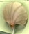 Art Deco French Pink Glass Shell Wall Lights, 1980, Set of 2 For Sale - Image 4 of 8