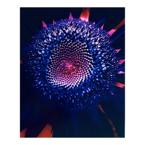 Jeffrey Rothstein, Flora Fauna Series Vintage Color Photograph Abstract Flower Fuji Crystal Photo, c.1998