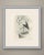 This antique bird print shows a white stork standing on one leg on a block of stone, the body white with the whole wing...