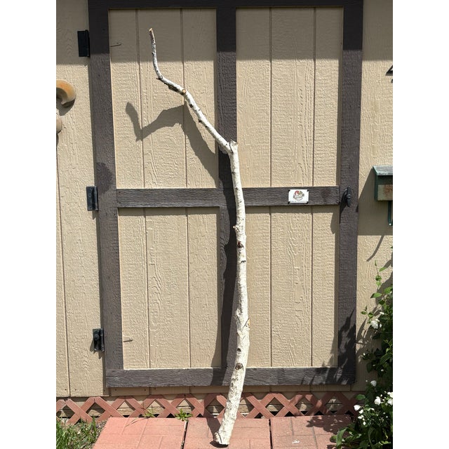 American Birchwood Branch Piece for Decoration, Style E For Sale - Image 3 of 3