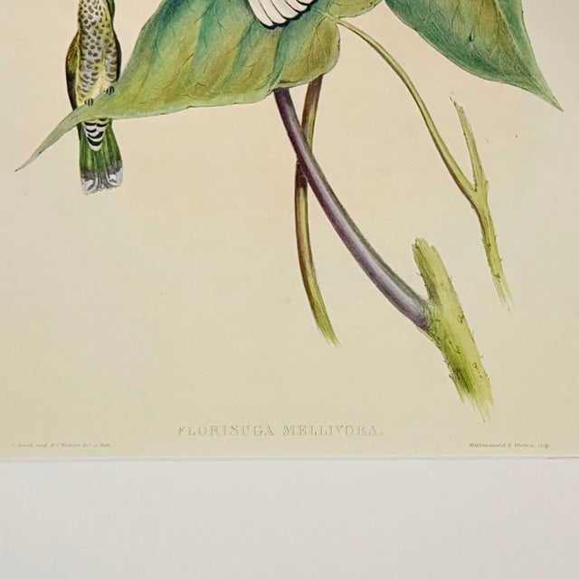 Early 21st Century Oversized Vintage John Gould Hummingbird & Floral Print | Matted 24 X 32 For Sale - Image 5 of 6