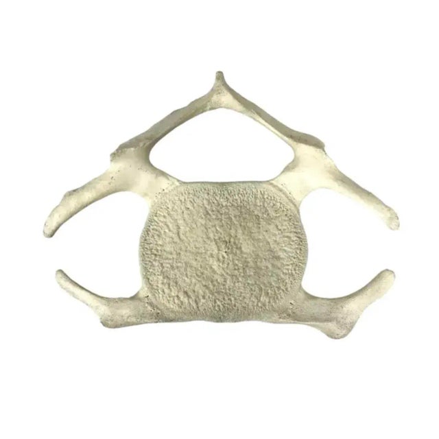 Fossilized Whale Vertebrae For Sale In Tampa - Image 6 of 6