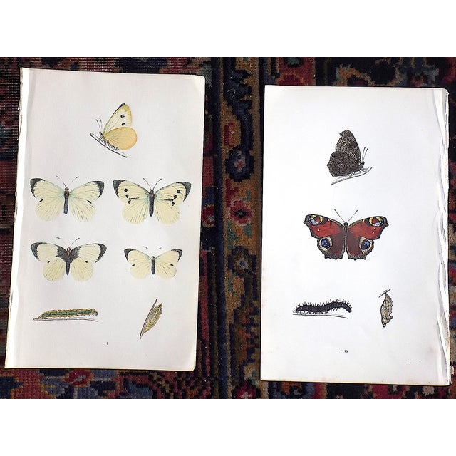 Printmaking Materials Antique 19th Century Hand Colored Butterfly Lithographs - Set of 12 For Sale - Image 7 of 12