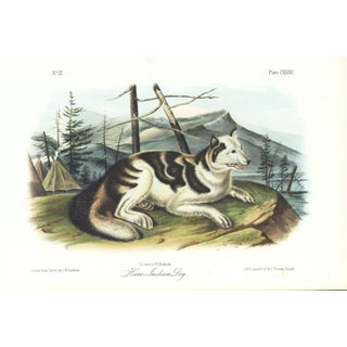 1854 Audubon Quadruped Octavo Lithograph "Plate 132 Hare Indian Dog" For Sale