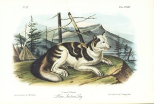 1854 Audubon Quadruped Octavo Lithograph "Plate 132 Hare Indian Dog"