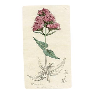 1840s, Valerian Botanical Print by James Sowerby, Original Antique Botanical Print, Engraving, Hand Colored, England For Sale