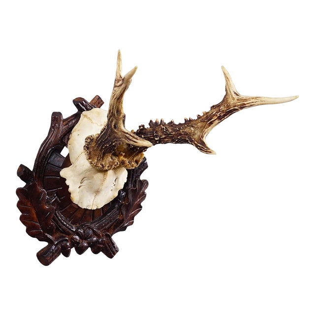 Antique Black Forest Red Deer Trophy on Carved Plaque - Germany Ca. 1910 For Sale