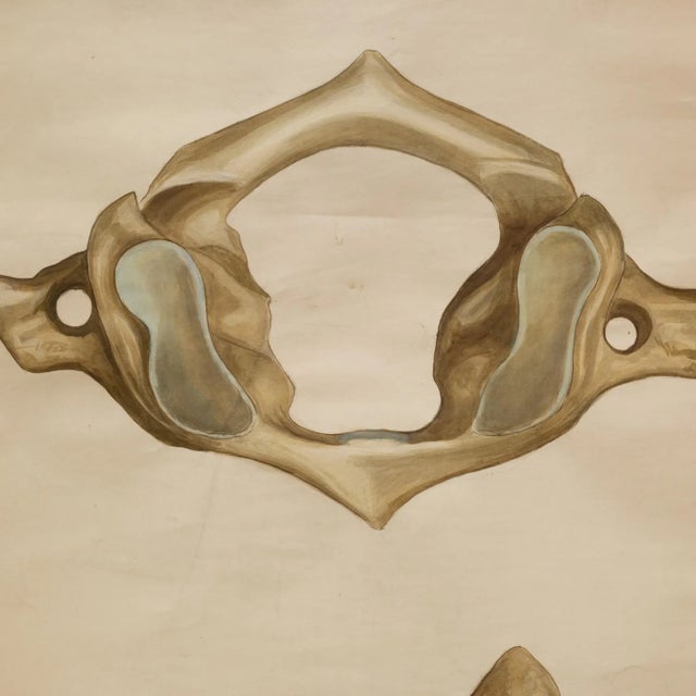 Antique Medical Class Anatomy Scroll of a Pelvis C.1920-1940 For Sale - Image 4 of 7