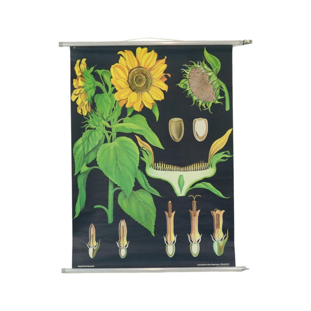 Large Vintage Sunflower School Chart by Jung Koch Quentell, 1973 For Sale - Image 13 of 13