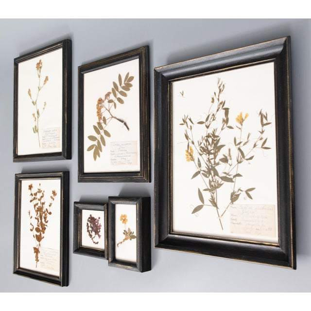 Custom Framed Antique Swedish Herbarium Botanical Specimens, Circa 1940's - Set of 6 For Sale - Image 12 of 12