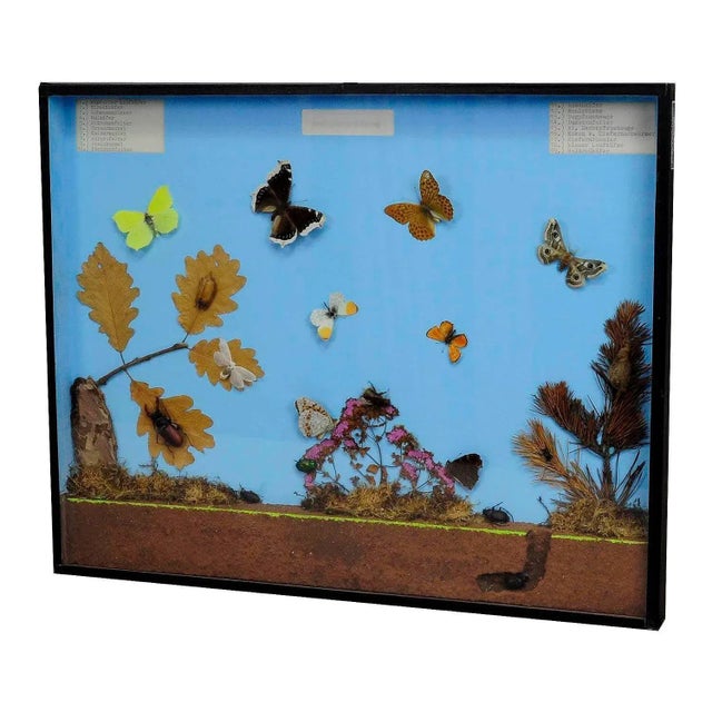 School Teaching Display of the Insects of the Forest Edge For Sale - Image 6 of 6