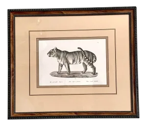 Framed Wildlife Numbered Tiger Litograph Print - First of 4, Please Also See the Three Other Prints in the Series