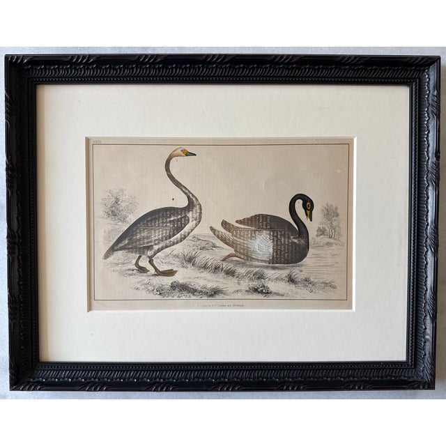 Framed antique hand colored print of swans from Oliver Goldsmith's book "A History of the Earth and Animated Nature"...
