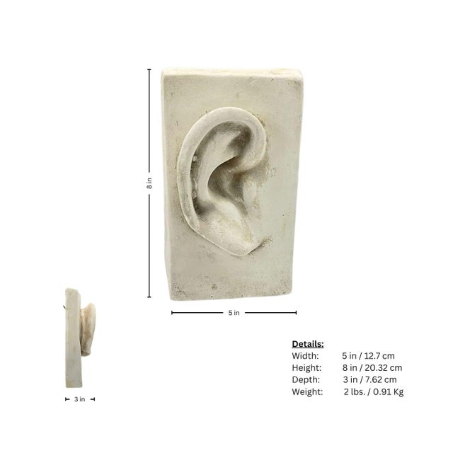 Plaster Cast of Ear For Sale In Miami - Image 6 of 6