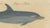 Karl Joseph Brodtmannm, Dolphin & Porpoise, 1816, Lithograph For Sale - Image 3 of 9